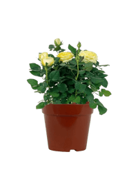 Small Potted Rose (0.2m) - grow pot - Potted plant - Tumbleweed Plants - Online Plant Delivery Singapore