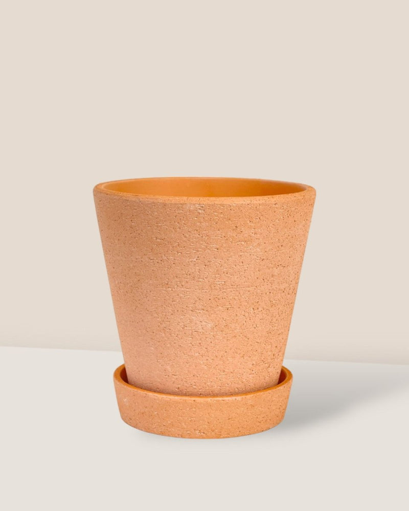 Small Terracotta Pot with Tray - Pot - Tumbleweed Plants - Online Plant Delivery Singapore