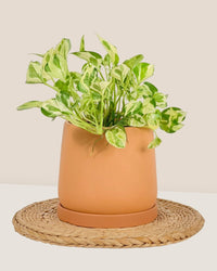 Small Tulip Terracotta with Tray - brown - Pot - Tumbleweed Plants - Online Plant Delivery Singapore