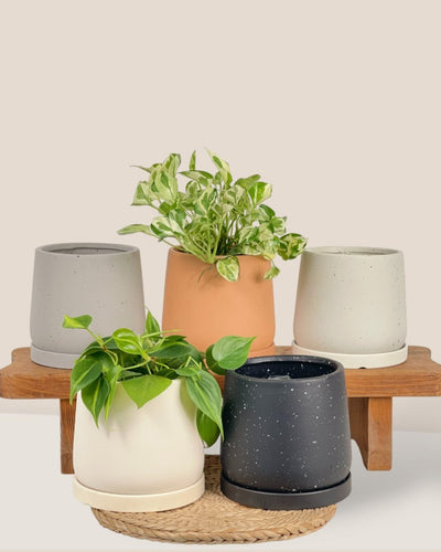 Tulip Terracotta - Small