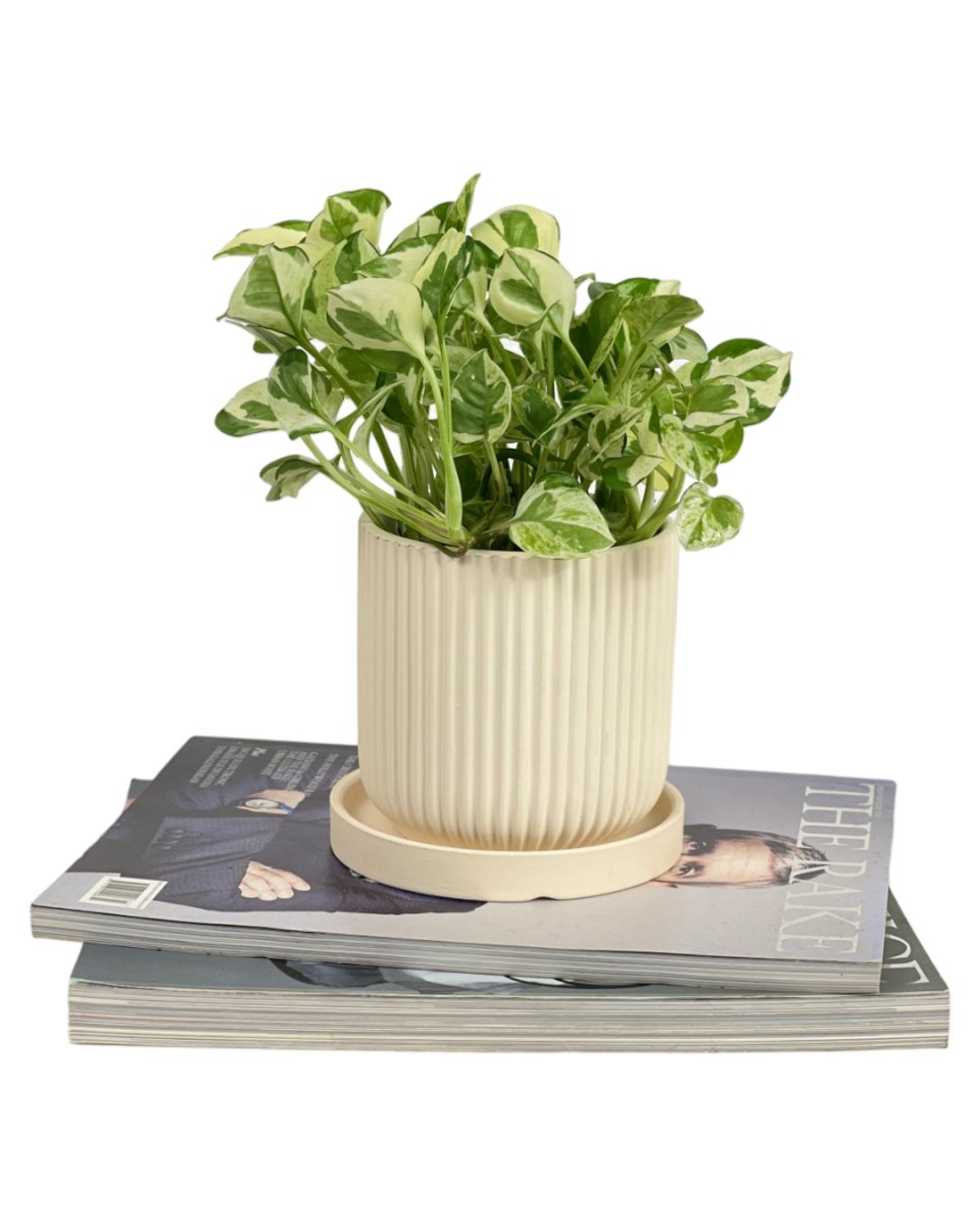 Small Vana Terracotta Pot with Tray - 11x12cm - Pot - Tumbleweed Plants - Online Plant Delivery Singapore
