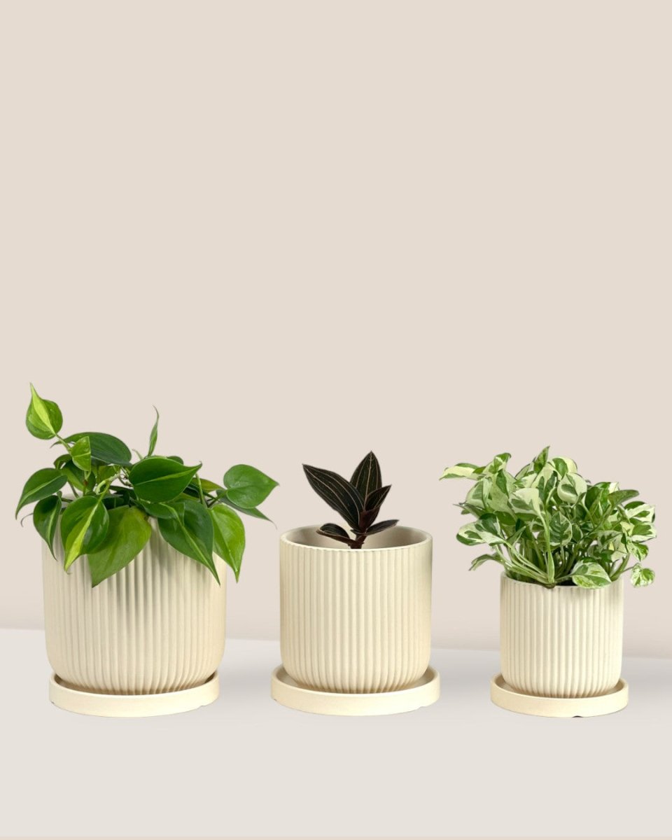 Small Vana Terracotta Pot with Tray - 14x15cm - Pot - Tumbleweed Plants - Online Plant Delivery Singapore