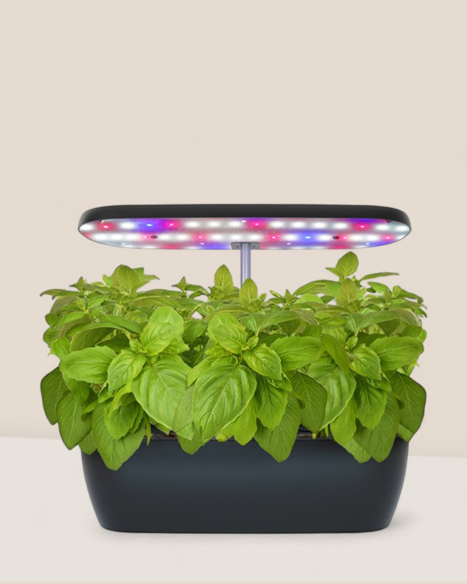 SmartGarden Classic - Indoor Hydroponics Garden - 4977448363540 - 01 - Tumbleweed Plants - Online Plant Delivery Singapore