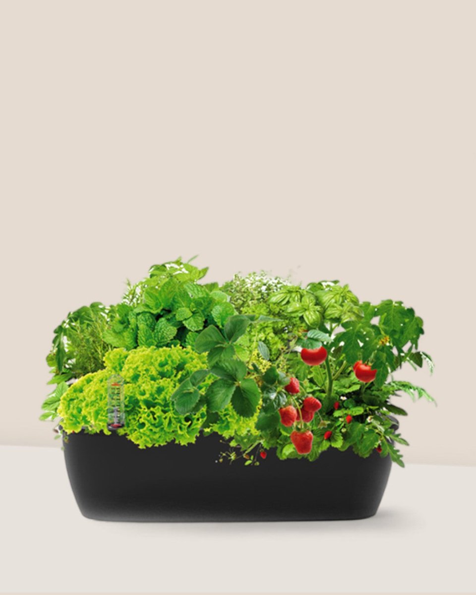 SmartGarden Classic - Indoor Hydroponics Garden - 4977448363540 - 01 - Tumbleweed Plants - Online Plant Delivery Singapore