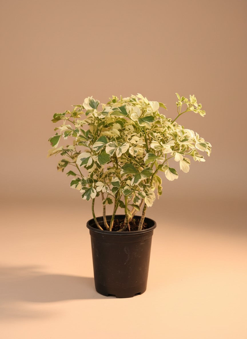 Snowflake Aralia