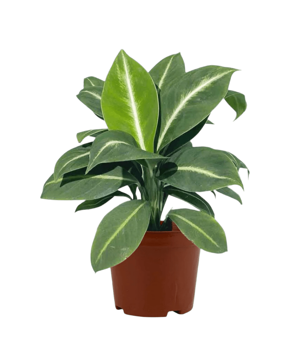 Spathiphyllum ‘White Stripe’ - Potted plant - JUST - SPAT - GRW - 2398 - Tumbleweed Plants - Online Plant Delivery Singapore