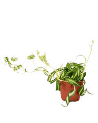 Spider Plant 'Bonnie' - Potted plant - JUST - SPID - GRW - 2644 - Tumbleweed Plants - Online Plant Delivery Singapore