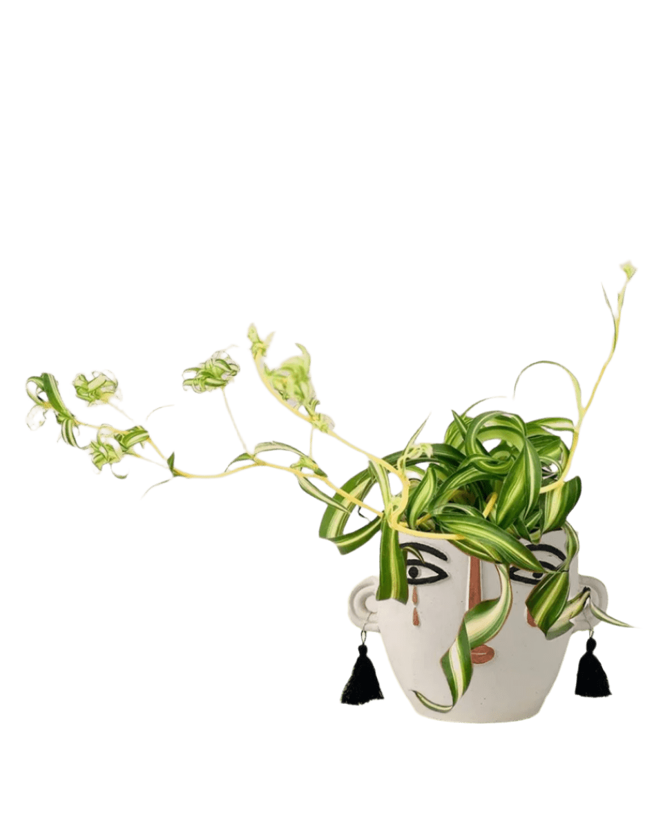 Spider Plant 'Bonnie' - Potted plant - POTT - SPID - PLL - 3994 - Tumbleweed Plants - Online Plant Delivery Singapore