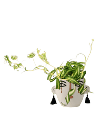 Spider Plant 'Bonnie' - Potted plant - POTT - SPID - PLL - 3994 - Tumbleweed Plants - Online Plant Delivery Singapore