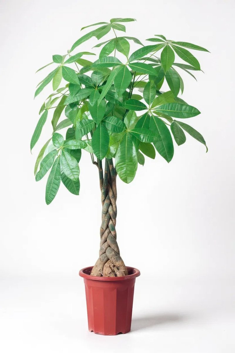 Money Tree - XL (1 - 1.6m) - Potted plant - POTT - LARG - GRWMMS - 4398 - Tumbleweed Plants - Online Plant Delivery Singapore