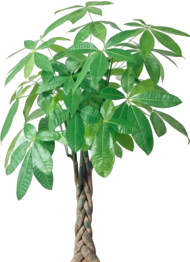 world biggest money plant Large Money Tree XL/XXL (1.4m - 1.6m)
