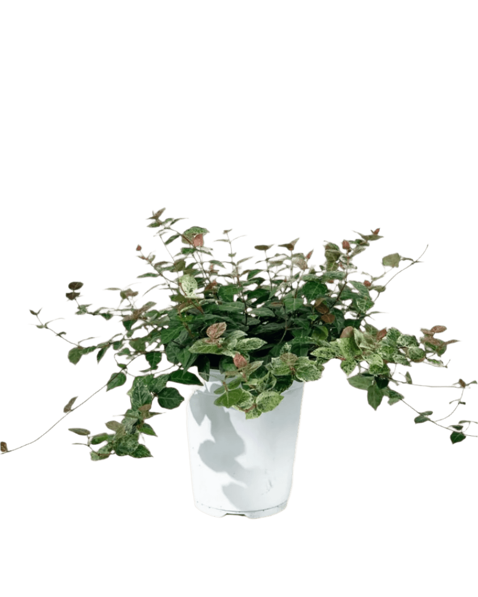 Star Jasmine - Potted plant - JUST - STAR - 2558 - Tumbleweed Plants - Online Plant Delivery Singapore