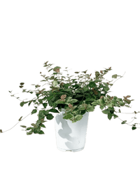 Star Jasmine - Potted plant - JUST - STAR - 2558 - Tumbleweed Plants - Online Plant Delivery Singapore