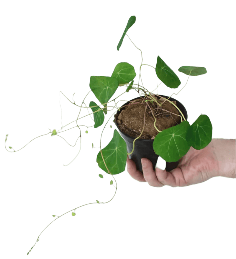 Stephania Erecta - grow pot - Potted plant - Tumbleweed Plants - Online Plant Delivery Singapore