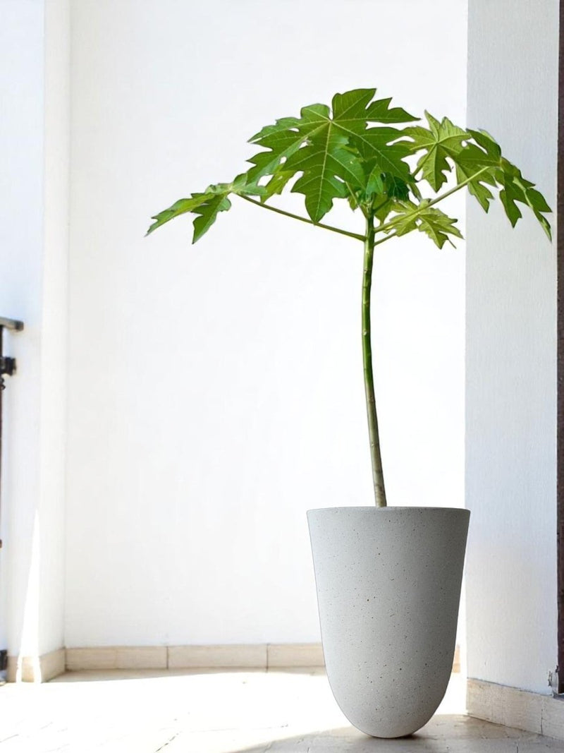 Strato Pot Large - Planter - STRA - 6953 - Tumbleweed Plants - Online Plant Delivery Singapore