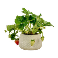 Strawberry Plant