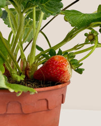 Strawberry Plant - grow pot - Potted plant - Tumbleweed Plants - Online Plant Delivery Singapore