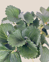 Strawberry Plant - grow pot - Potted plant - Tumbleweed Plants - Online Plant Delivery Singapore