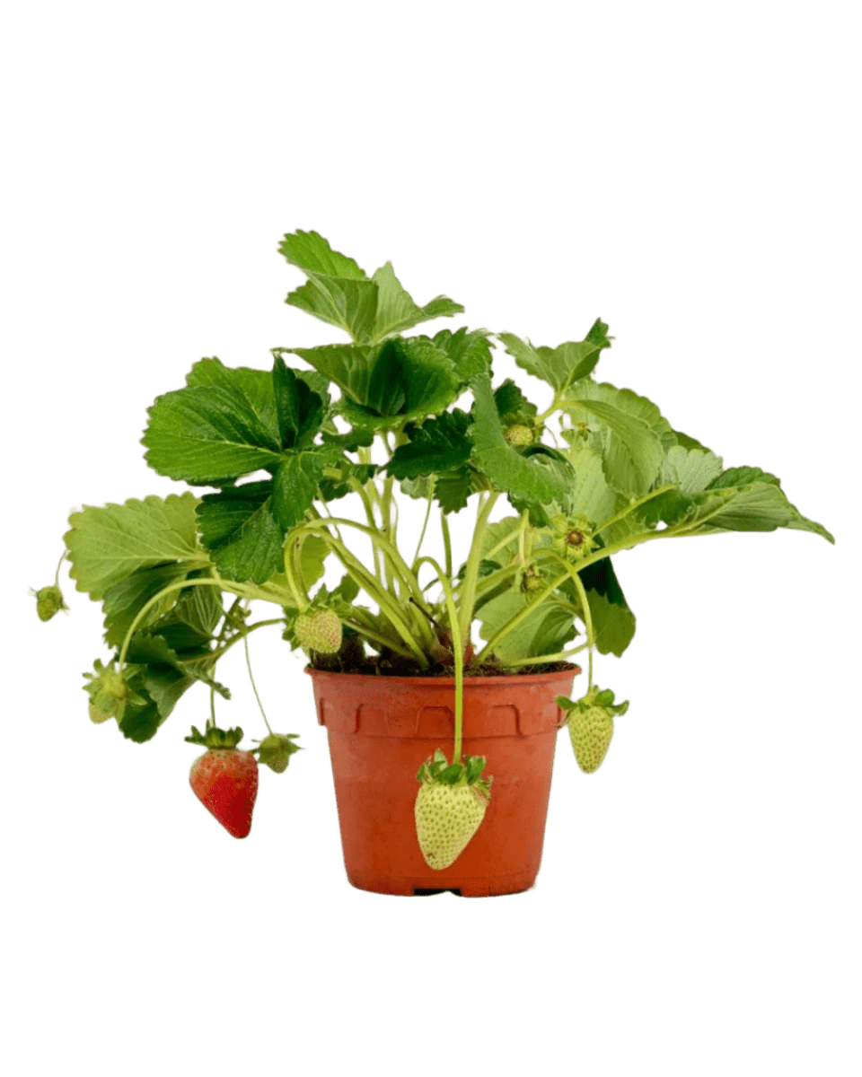 Strawberry Plant - grow pot - Potted plant - Tumbleweed Plants - Online Plant Delivery Singapore