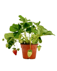 Strawberry Plant - grow pot - Potted plant - Tumbleweed Plants - Online Plant Delivery Singapore