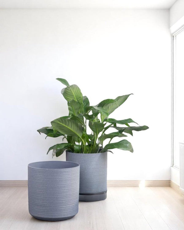 Stria Cylinder Pots - XL - Planter - 5674564825037 - Tumbleweed Plants - Online Plant Delivery Singapore