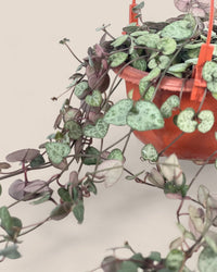 String of Hearts - grow pot - Potted plant - Tumbleweed Plants - Online Plant Delivery Singapore