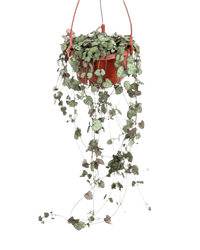 String of Hearts - grow pot - Potted plant - Tumbleweed Plants - Online Plant Delivery Singapore