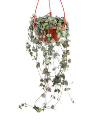 String of Hearts - grow pot - Potted plant - Tumbleweed Plants - Online Plant Delivery Singapore