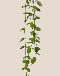 String of Nickels - grow pot - Potted plant - Tumbleweed Plants - Online Plant Delivery Singapore