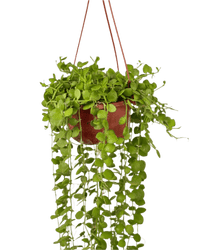 String of Nickels - grow pot - Potted plant - Tumbleweed Plants - Online Plant Delivery Singapore