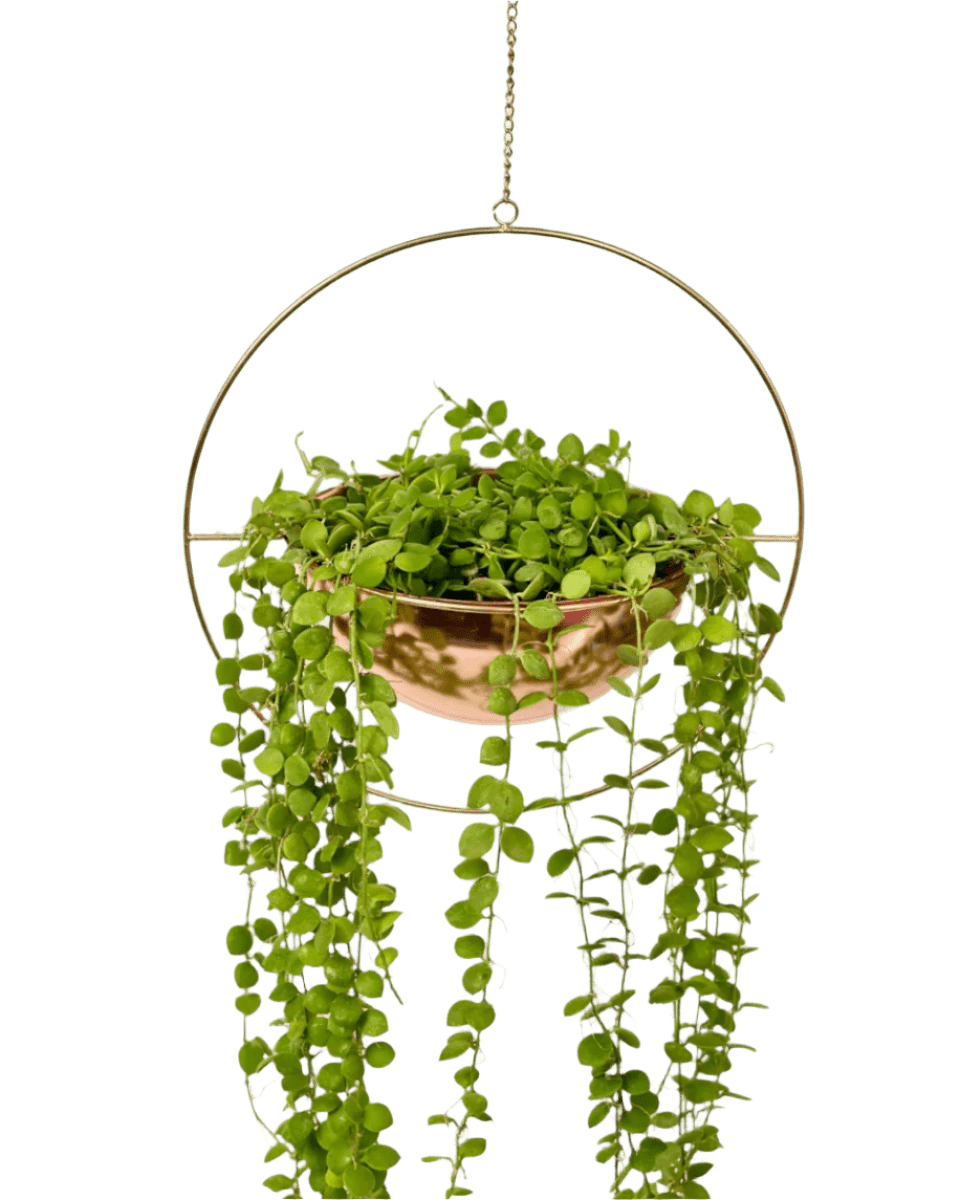 String of Nickels - Hanging Globe - Potted plant - Tumbleweed Plants - Online Plant Delivery Singapore