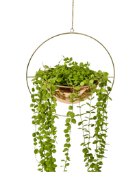 String of Nickels - Hanging Globe - Potted plant - Tumbleweed Plants - Online Plant Delivery Singapore