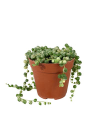 String of Pearls Variegated - grow pot - Potted plant - Tumbleweed Plants - Online Plant Delivery Singapore