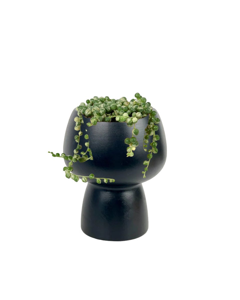 String of Pearls Variegated - matte white cylinder - Potted plant - Tumbleweed Plants - Online Plant Delivery Singapore