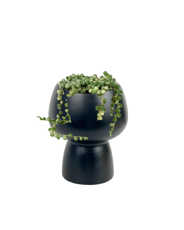 String of Pearls Variegated - matte white cylinder - Potted plant - Tumbleweed Plants - Online Plant Delivery Singapore