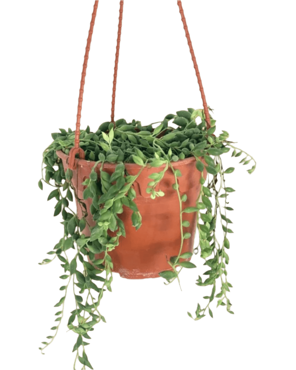 String of Tears - grow pot - Potted plant - Tumbleweed Plants - Online Plant Delivery Singapore