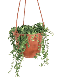 String of Tears - grow pot - Potted plant - Tumbleweed Plants - Online Plant Delivery Singapore