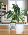 Stripe Pocky Planter - Planter - 5486296416210 - Tumbleweed Plants - Online Plant Delivery Singapore