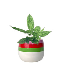 Striped Bamboo Fern - grow pot - Potted plant - Tumbleweed Plants - Online Plant Delivery Singapore