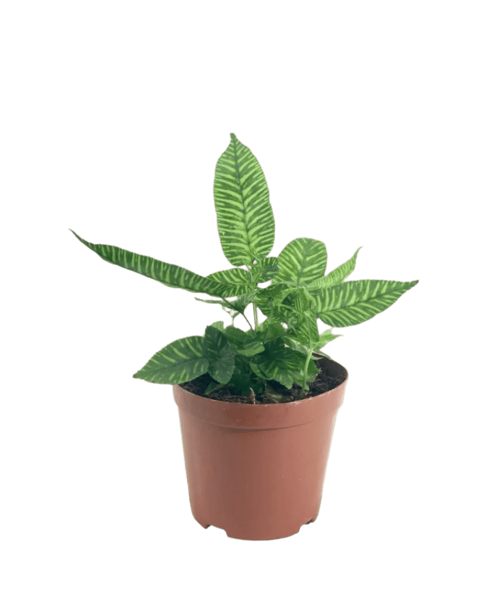 Striped Bamboo Fern - Potted plant - POTT - STRI - GRW - 5196 - Tumbleweed Plants - Online Plant Delivery Singapore