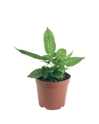 Striped Bamboo Fern - Potted plant - POTT - STRI - GRW - 5196 - Tumbleweed Plants - Online Plant Delivery Singapore