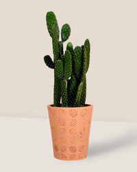 Striped Circle Terracotta Pot - Pots - Tumbleweed Plants - Online Plant Delivery Singapore