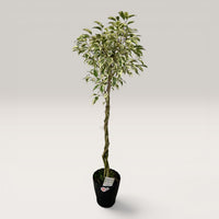 Ficus Benjamina Starlight Beauty Queen (Japan)