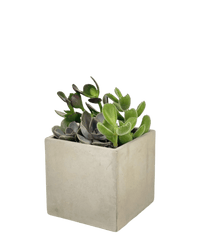 Succulents Dish Garden - Potted plant - POTT - SUCC - 6134 - Tumbleweed Plants - Online Plant Delivery Singapore