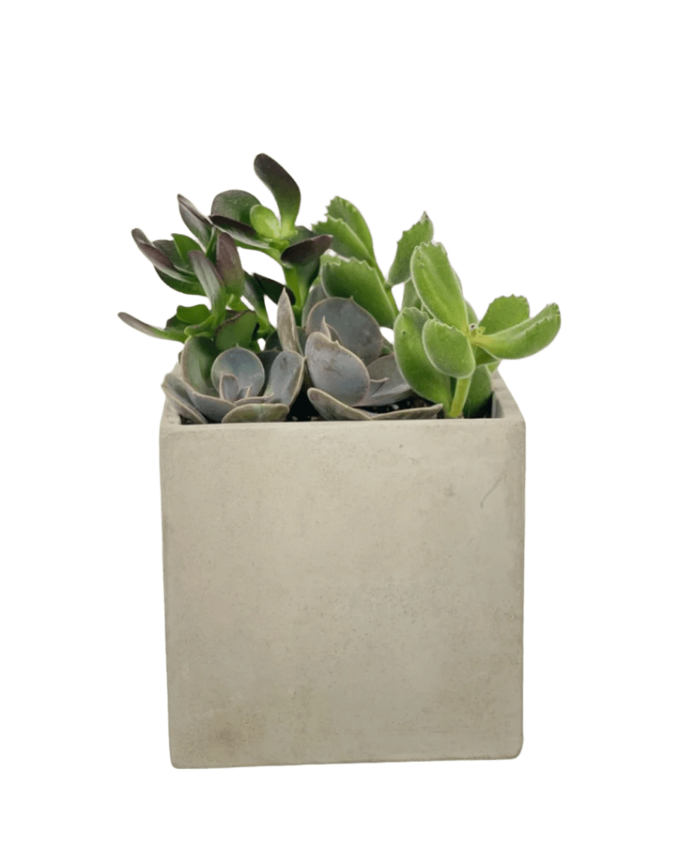 Succulents Dish Garden - Potted plant - POTT - SUCC - 6134 - Tumbleweed Plants - Online Plant Delivery Singapore