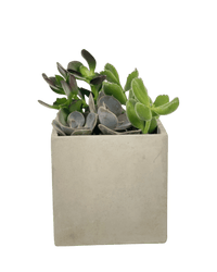 Succulents Dish Garden - Potted plant - POTT - SUCC - 6134 - Tumbleweed Plants - Online Plant Delivery Singapore