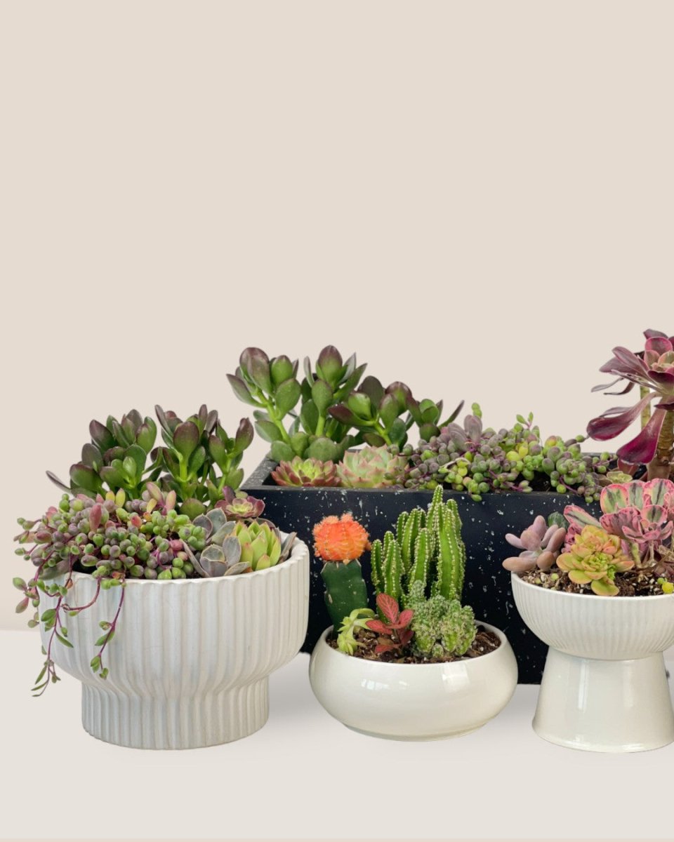 Succulents Dish Garden - a - Potted plant - Tumbleweed Plants - Online Plant Delivery Singapore