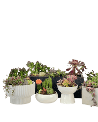 Succulents Dish Garden - Potted plant - POTT - SUCC - 6134 - Tumbleweed Plants - Online Plant Delivery Singapore