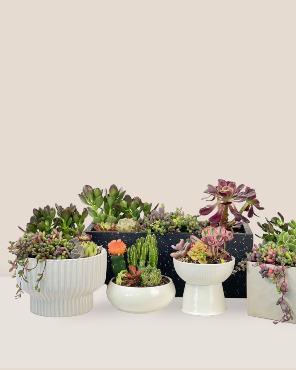 Succulents Dish Garden - a - Potted plant - Tumbleweed Plants - Online Plant Delivery Singapore