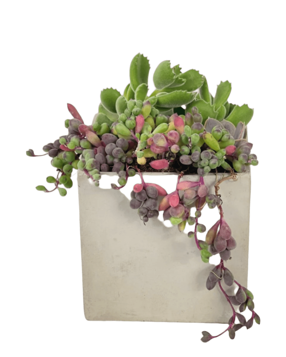 Succulents Dish Garden - Potted plant - POTT - SUCC - 6135 - Tumbleweed Plants - Online Plant Delivery Singapore